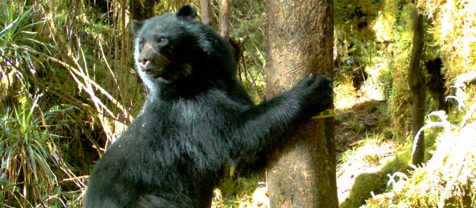 Andean-Bear