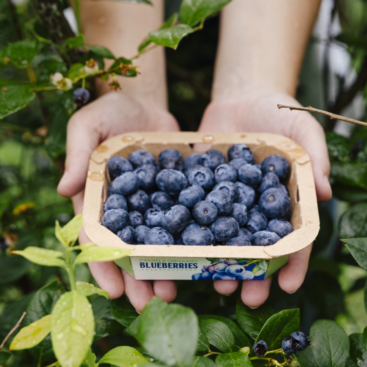 Punnets