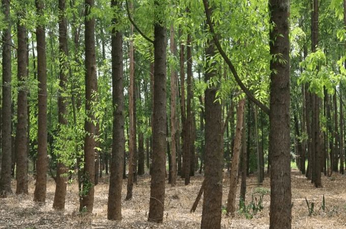 What it takes to hold and maintain forestry certifications