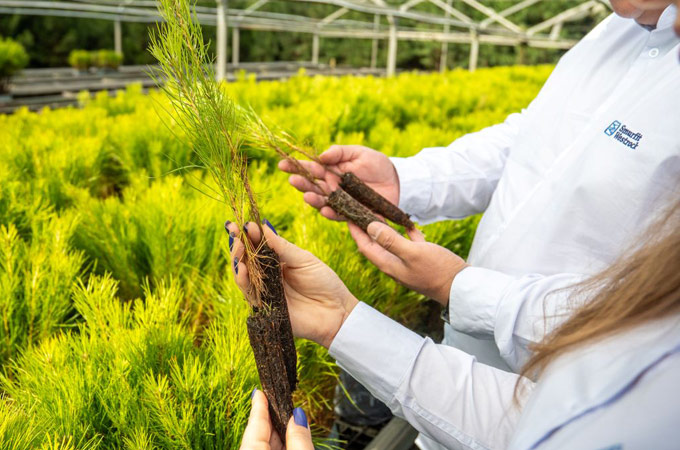 What it takes to hold and maintain forestry certifications