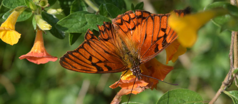 orange butterfly