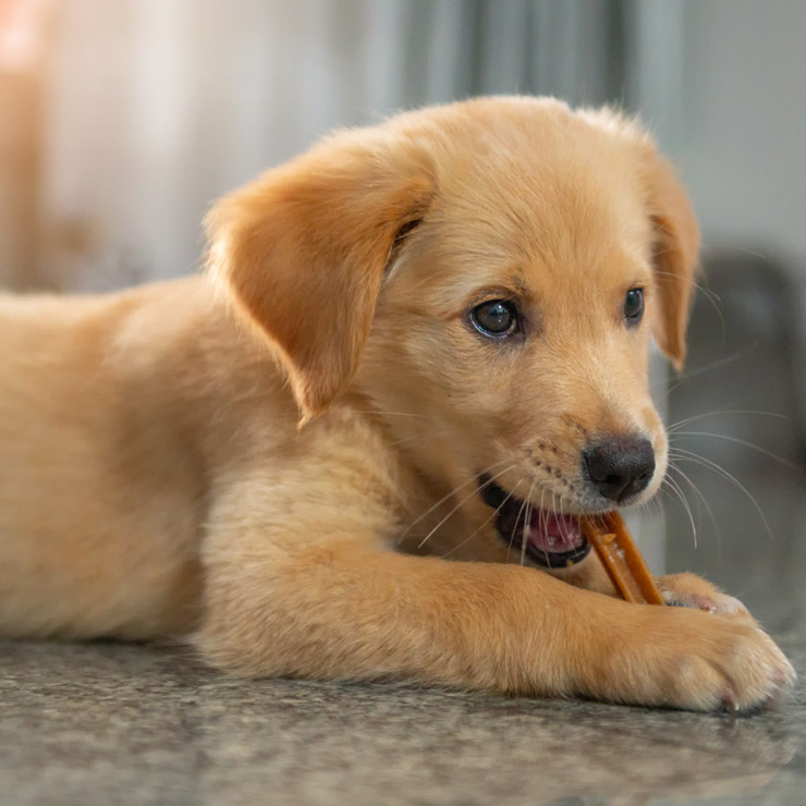 puppy food