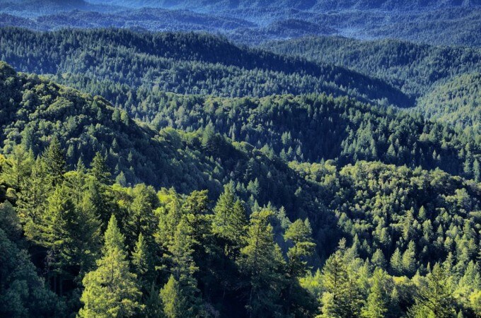 Reforestation: What is it and How Paper Packaging Supports Sustainable Forestry