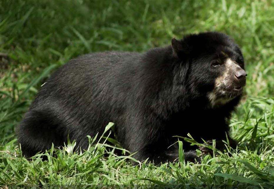 Smurfit Westrock recognized for protecting the Andean Bear’s habitat