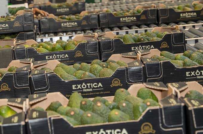 A more sustainable supply chain for avocados and mangoes